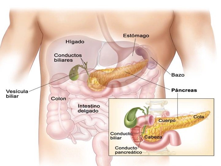 Los calambres abdominales: síntoma de enfermedades del páncreas